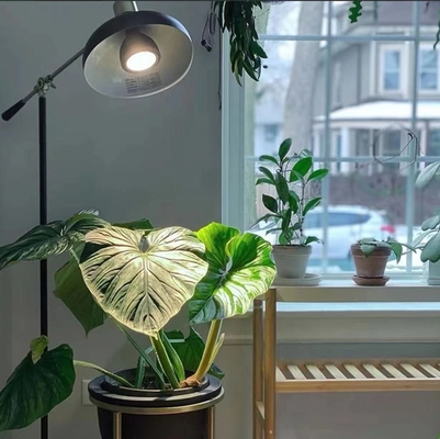 Illuminazione per la crescita delle piante a LED 20W LEDPAR30 con tensione di ingresso 85V-265V e altro tipo di base